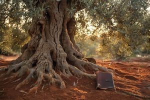 Thumbnail for 🌳 Rooted Nomadism: The Complete Manifesto